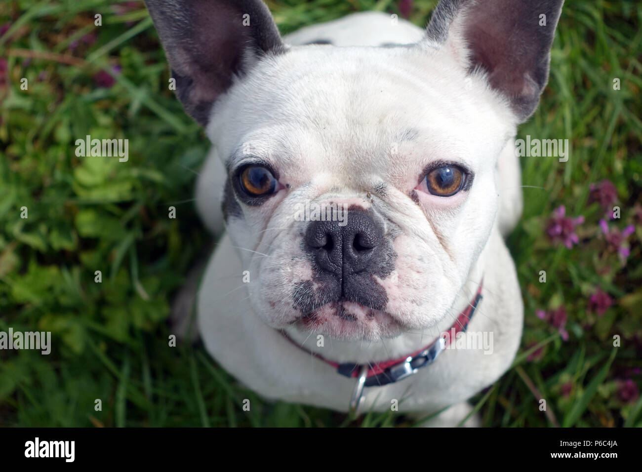Berlin, Deutschland - Französische Bulldogge aufmerksam sieht für den Betrachter Stockfoto