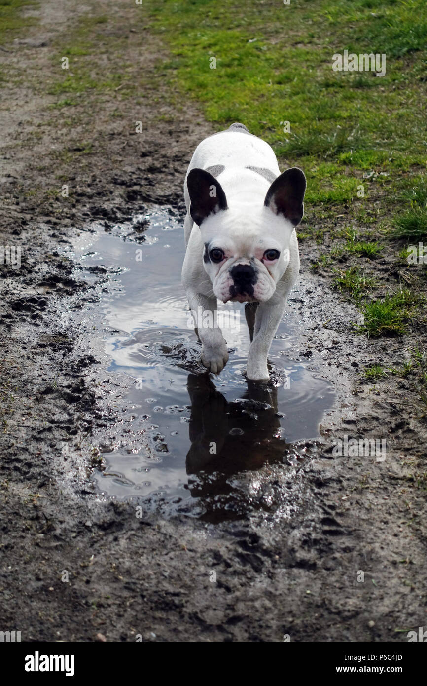 Berlin, Deutschland - Französische Bulldogge läuft durch eine Pfütze Stockfoto