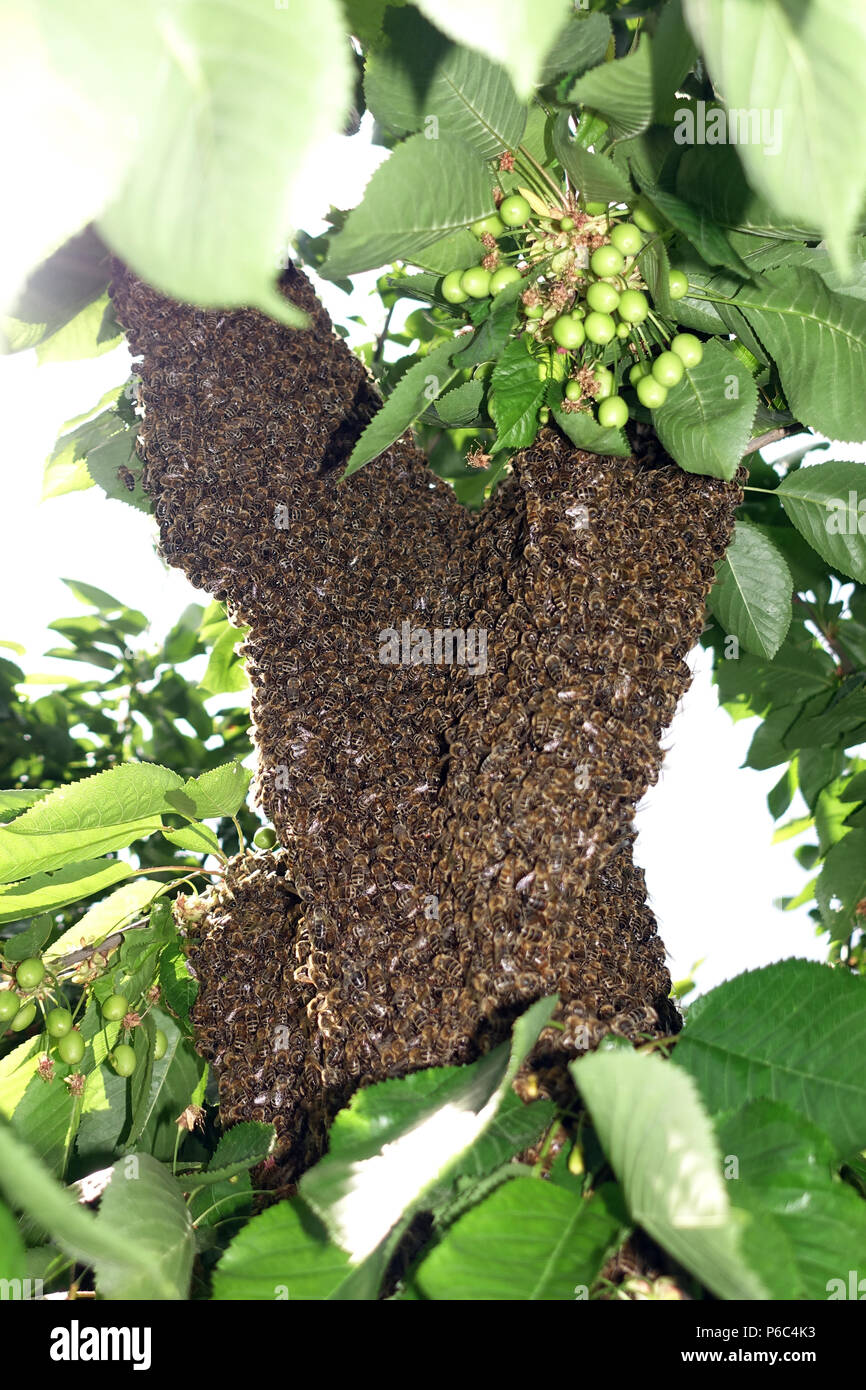 Berlin, Deutschland - Bee Swarm hängt wie eine Traube in einem Kirschbaum Stockfoto