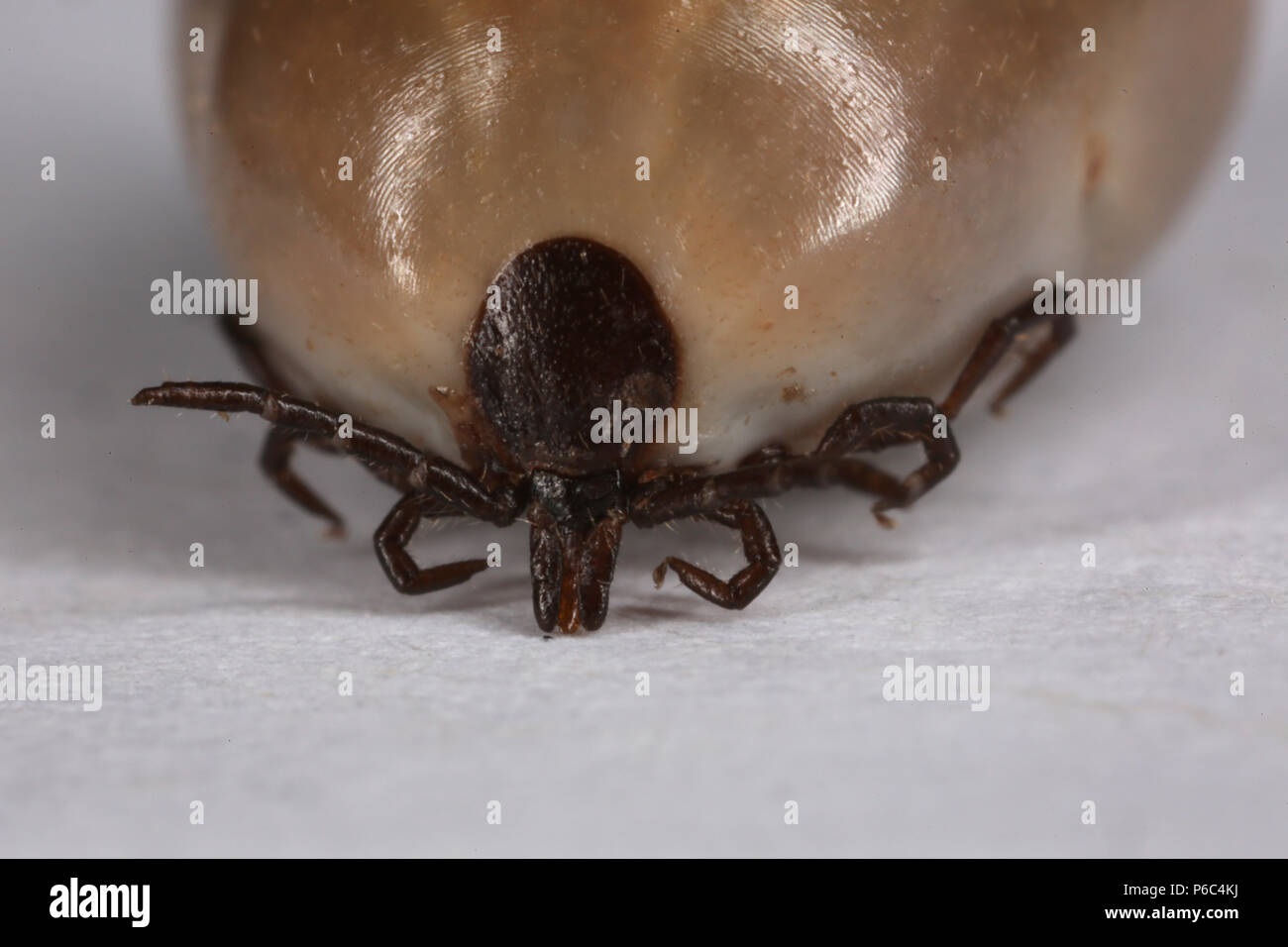 Berlin, Deutschland - getränkte tick Stockfoto