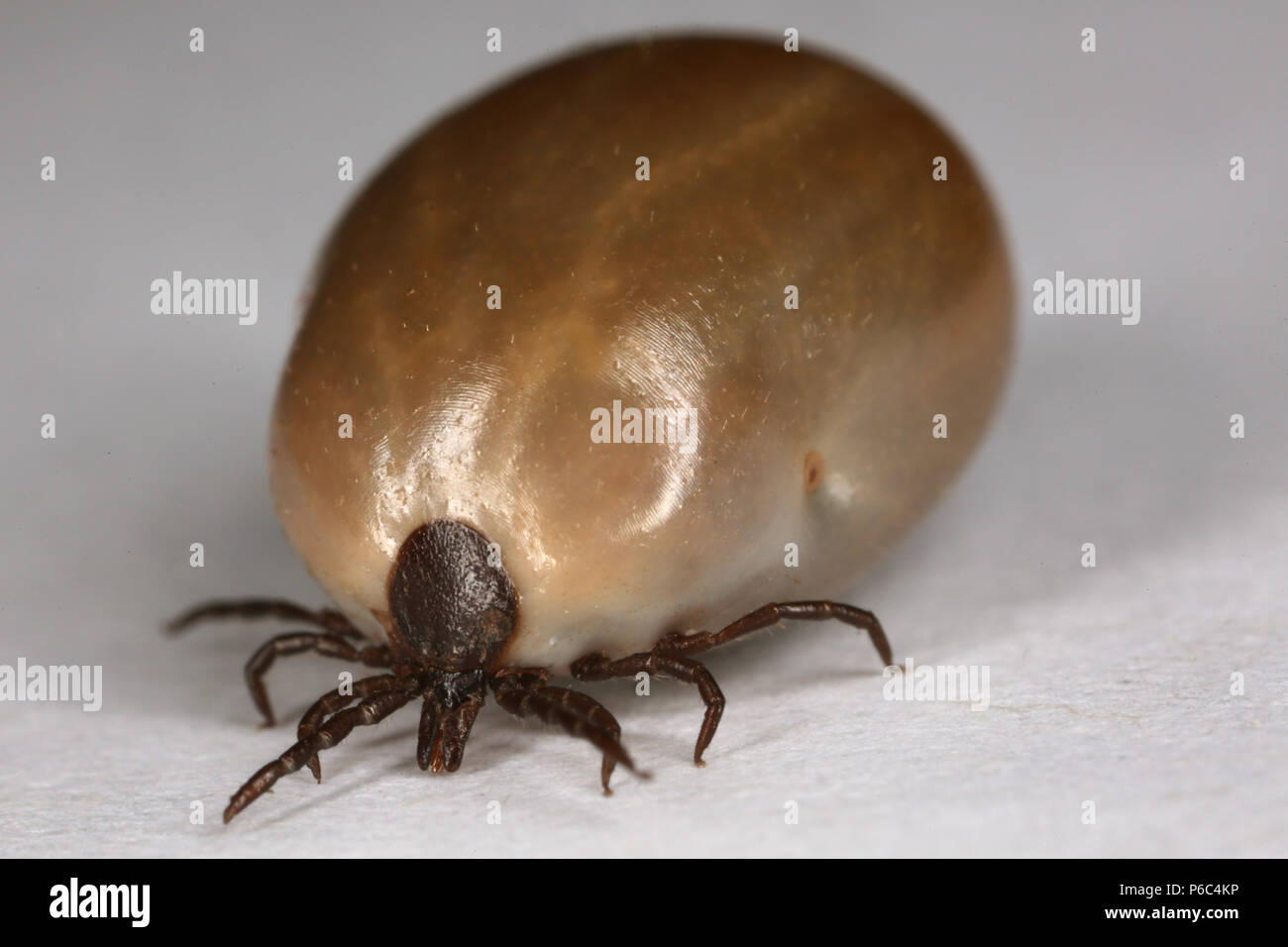 Berlin, Deutschland - getränkte tick Stockfoto