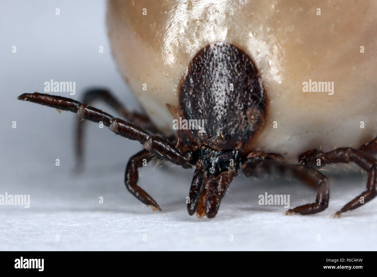Berlin, Deutschland - getränkte tick Stockfoto