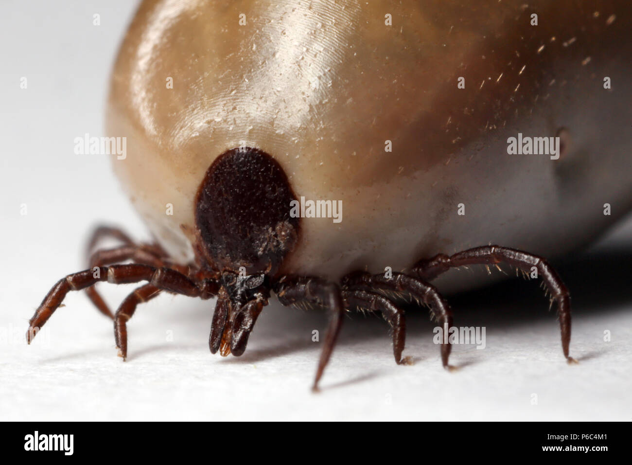 Berlin, Deutschland - getränkte tick Stockfoto