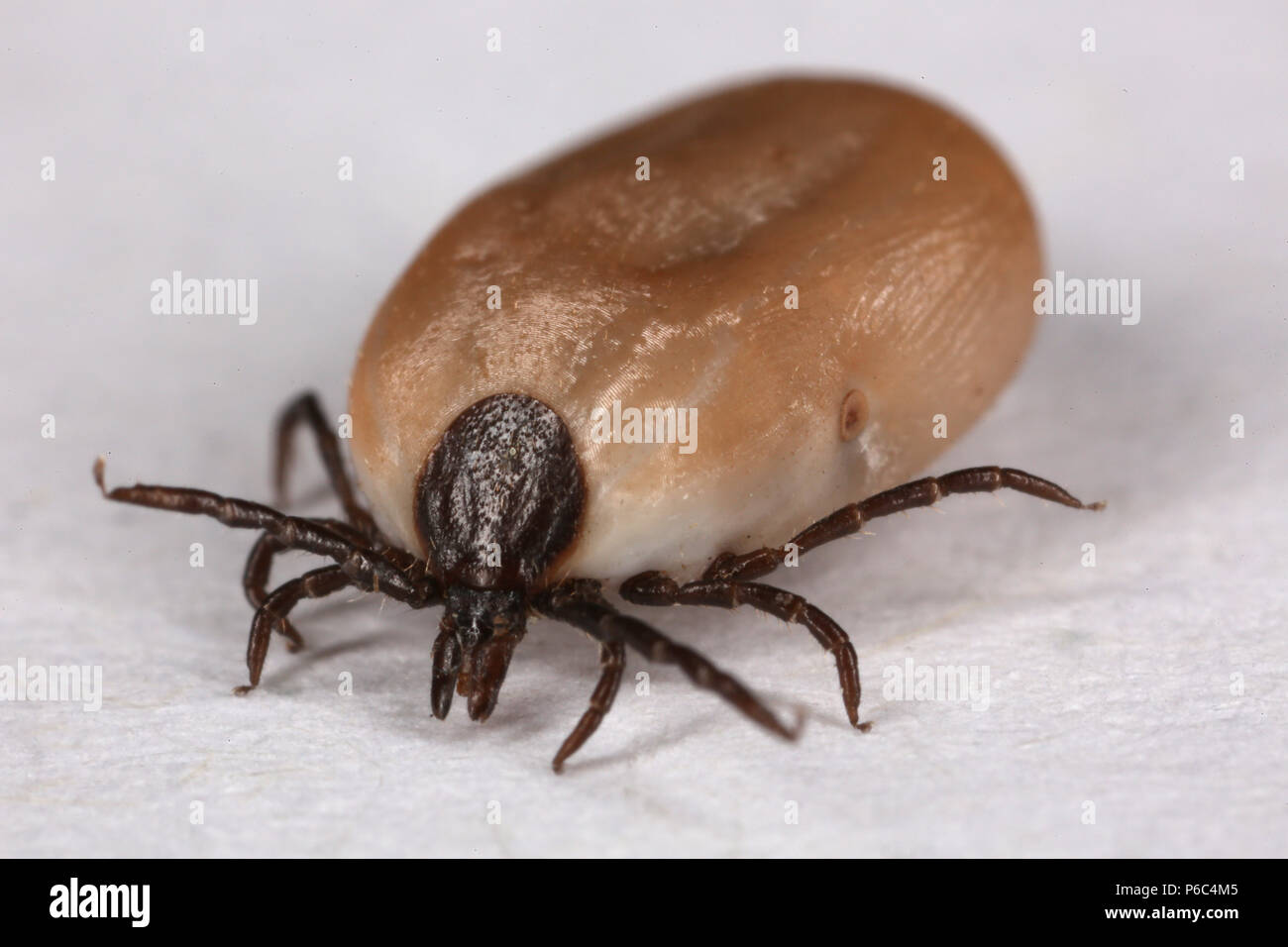 Berlin, Deutschland - mäßig getränkt tick Stockfoto