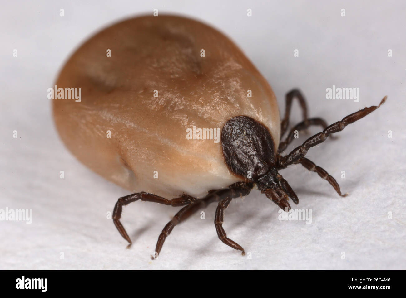 Berlin, Deutschland - mäßig getränkt tick Stockfoto