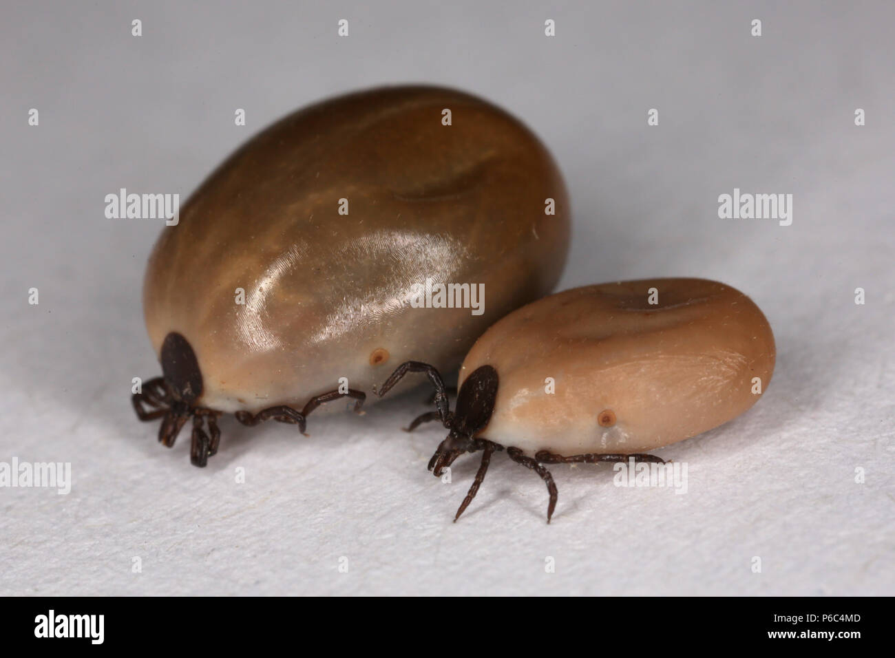 Berlin, Deutschland - gesättigte und mäßig getränkt tick Stockfoto