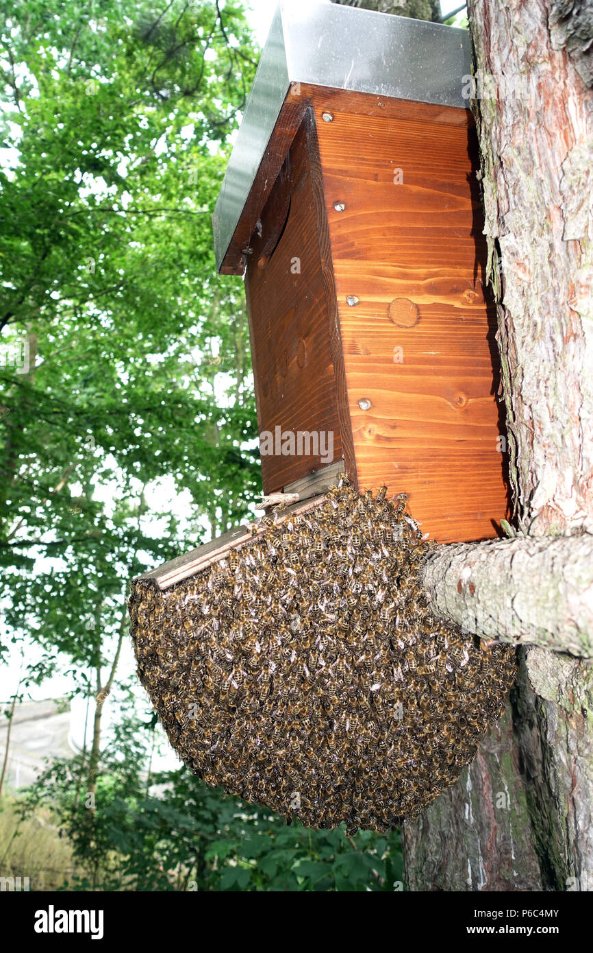Berlin, Deutschland - Bee Swarm hängt in einem Baum wie eine Traube unter einem Schwarm kästlein Stockfoto