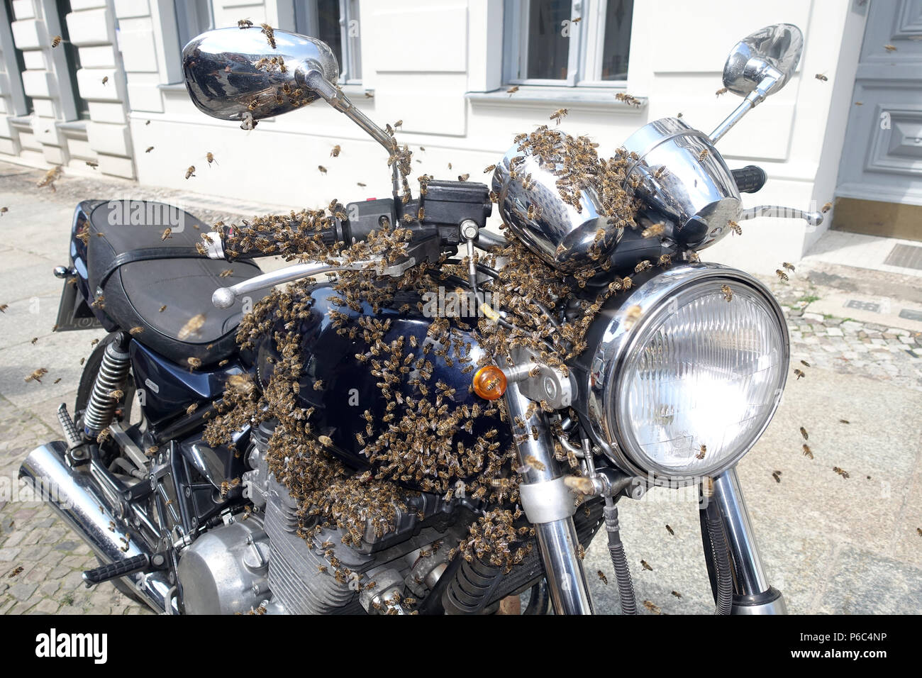 Berlin Kreuzberg, ein Schwarm von Bienen saß auf einem Motorrad und wird erfasst Stockfoto