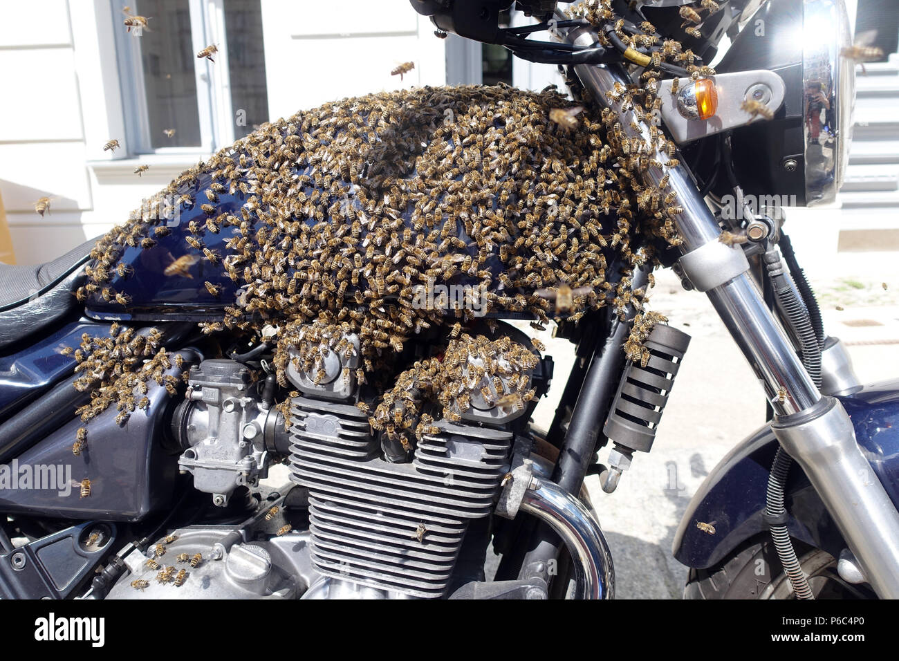 Berlin Kreuzberg, ein Schwarm von Bienen saß auf einem Motorrad und wird erfasst Stockfoto