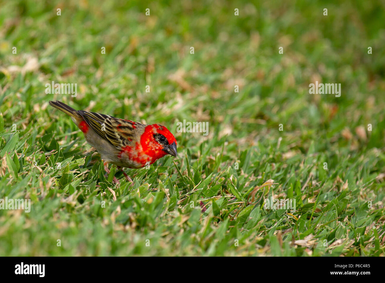 Red Fody (Foudia madagascariensis) im Gras auf Praslin, Seychellen im Indischen Ozean. Stockfoto