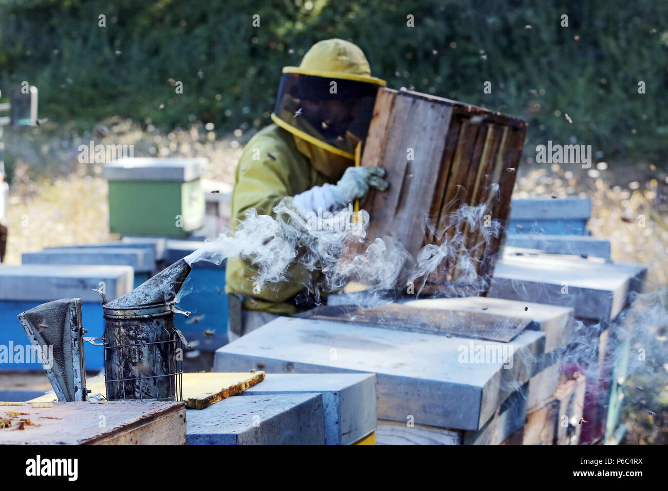Castel Girogio, Italien, professionelle Imker arbeiten auf einem Hive Stockfoto