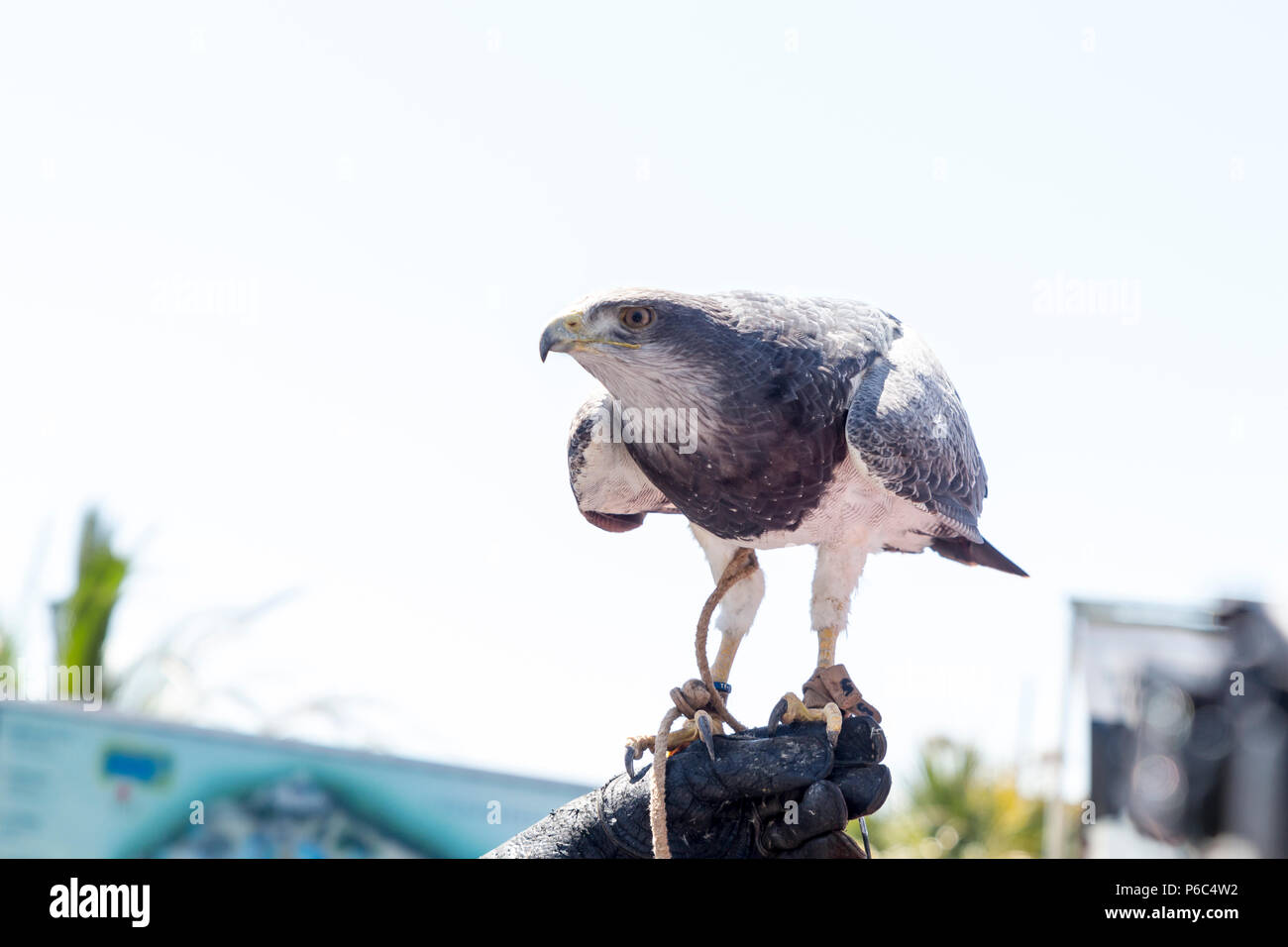 Hawk auf dem Handschuh einer Person üben Falknerei gehockt Stockfoto