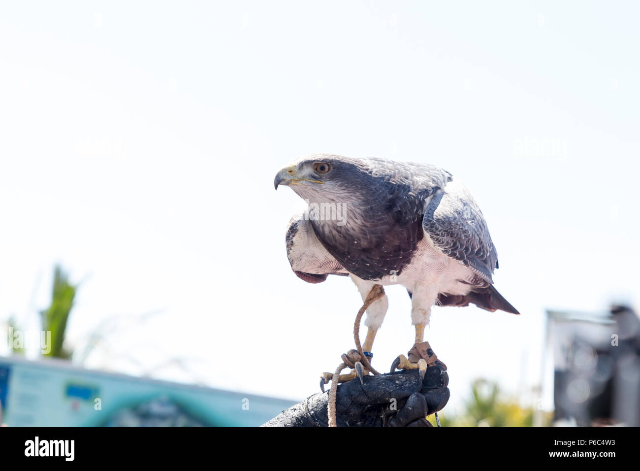 Hawk auf dem Handschuh einer Person üben Falknerei gehockt Stockfoto