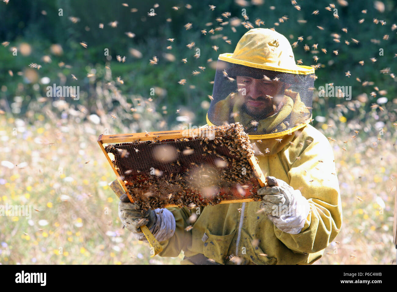 Castel Girogio, Italien, professionelle Imker durch Bienen gesteuert summt um eine wabe-gefüllten Waben Stockfoto