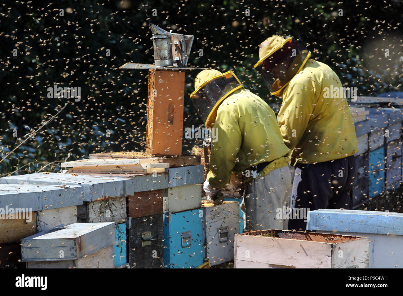 Castel Girogio, Italien, professionelle Imker arbeiten auf Bienen summen mit Bienen Stockfoto