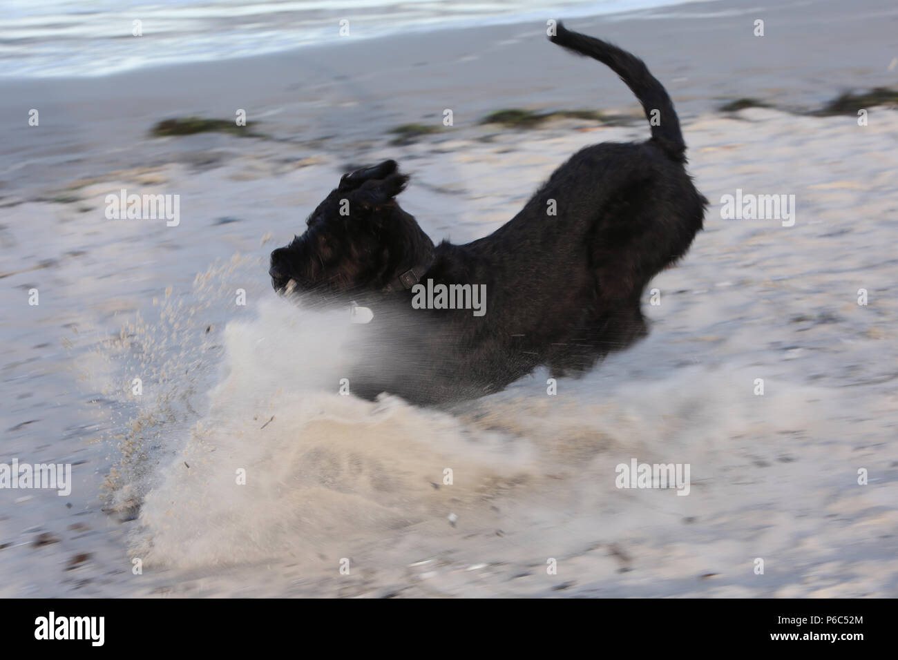 Wustrow, Deutschland-Schnauzer verlangsamt sich am Strand im Sand Stockfoto