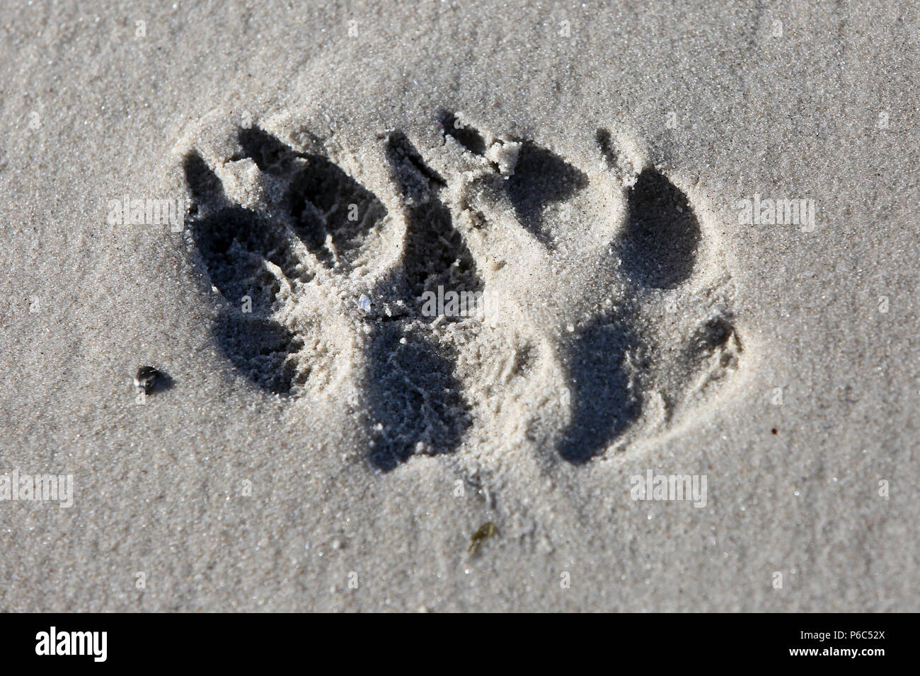 Wustrow, Deutschland - Impressum von zwei hundepfoten im Sand Stockfoto