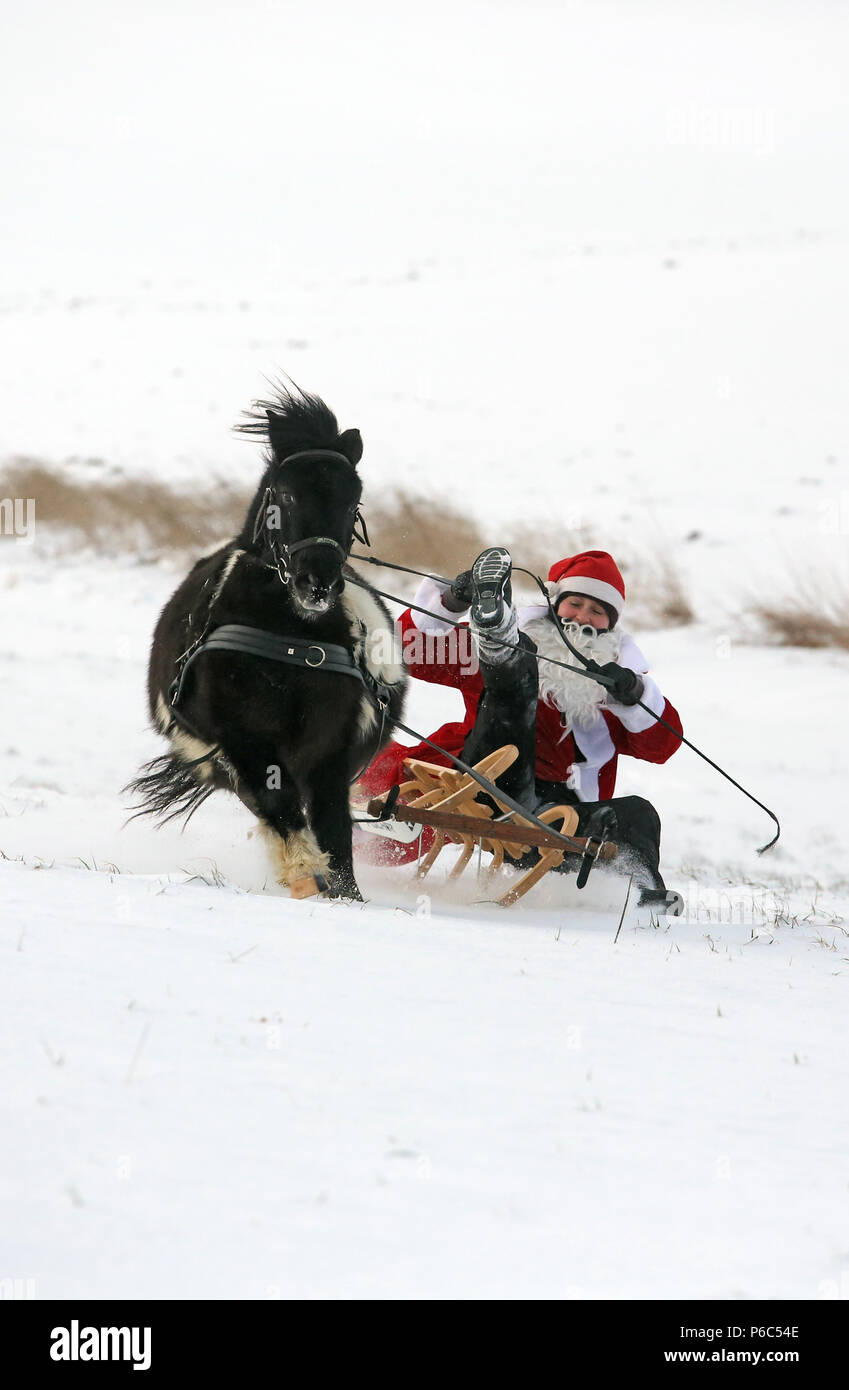 Oberoderwitz, verkleidet als Weihnachtsmann Frau aus ihrem Pony Schlitten fällt Stockfoto