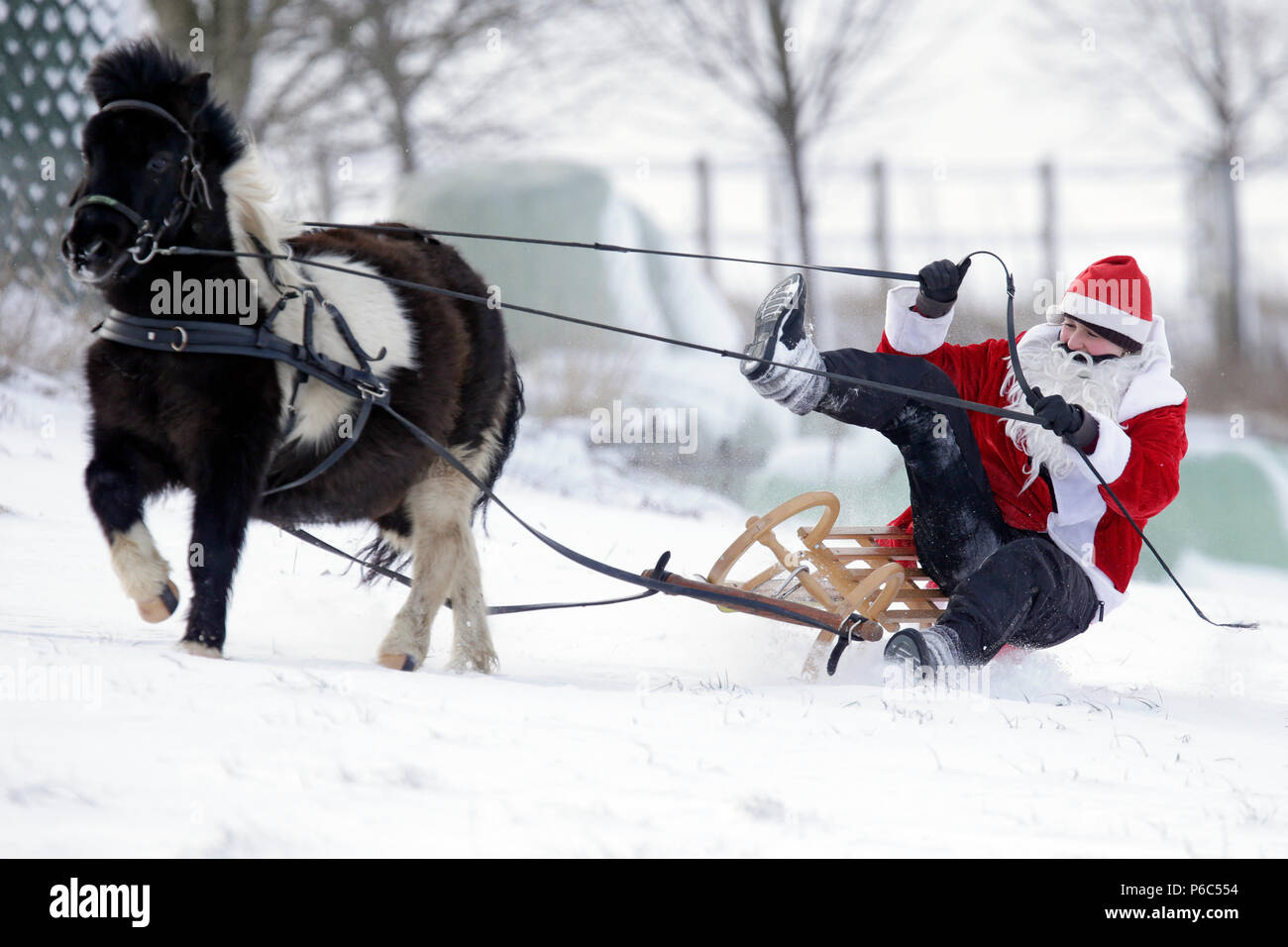 Oberoderwitz, verkleidet als Weihnachtsmann Frau aus ihrem Pony Schlitten fällt Stockfoto