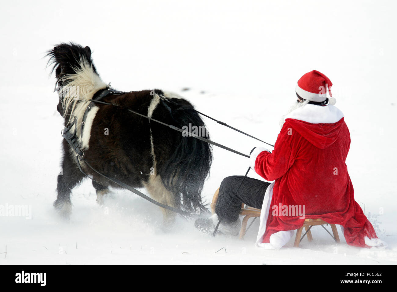 Oberoderwitz, Santa Claus macht eine Schlittenfahrt mit seinem Shetland pony Stockfoto
