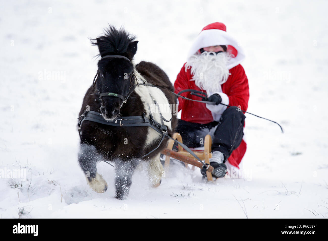 Oberoderwitz, Santa Claus macht eine Schlittenfahrt mit seinem Shetland pony Stockfoto