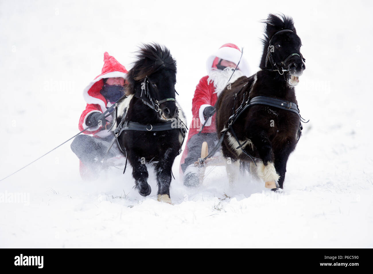 Oberoderwitz, Frauen, die so tut, als wäre Weihnachten Männer eine Schlittenfahrt mit ihren Shetland Ponys machen Stockfoto