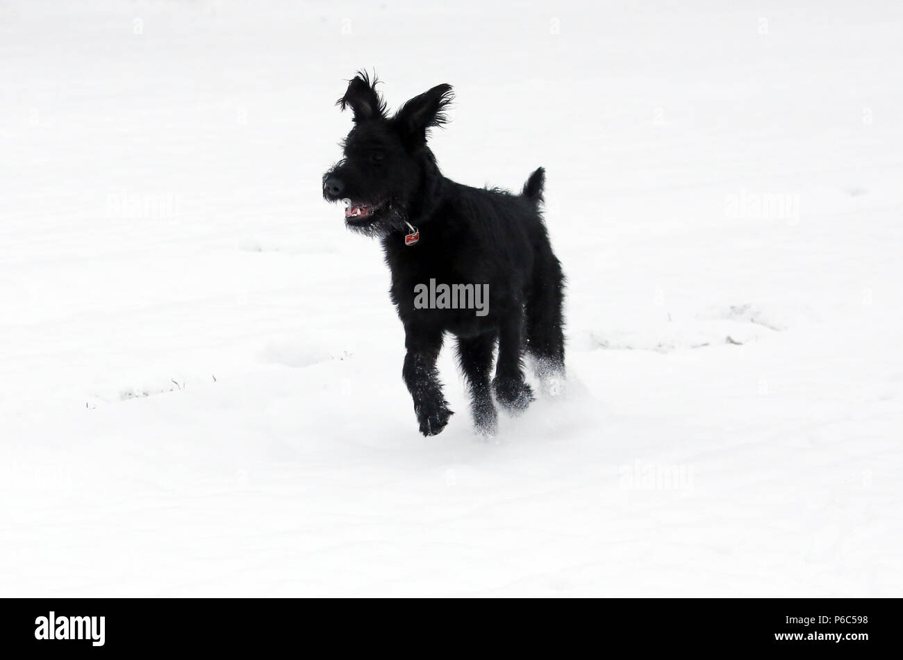 Werneuchen gefundenen Riesenschnauzer läuft durch den Schnee im Winter Stockfoto