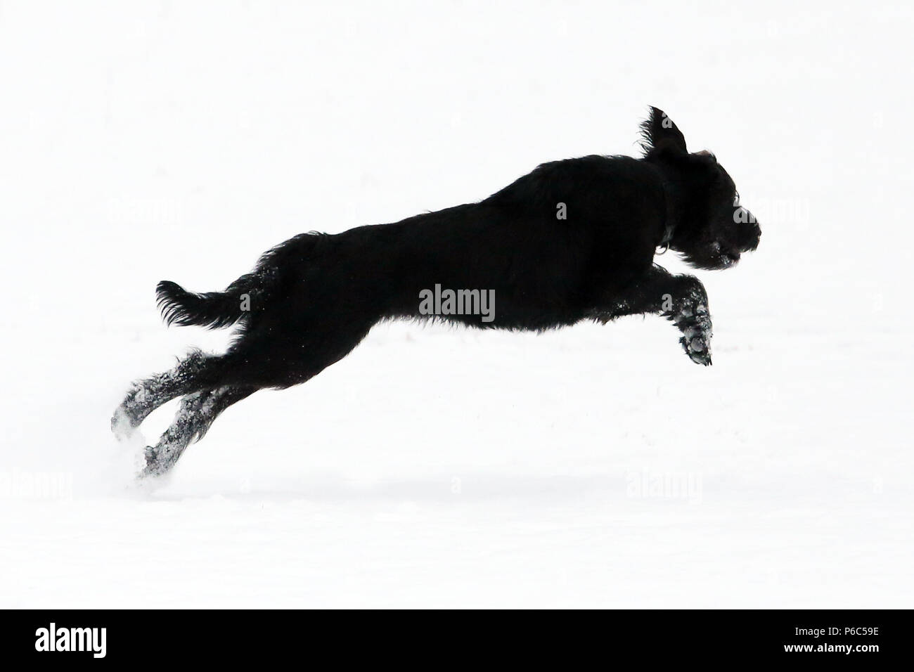 Werneuchen gefundenen Riesenschnauzer läuft durch den Schnee im Winter Stockfoto