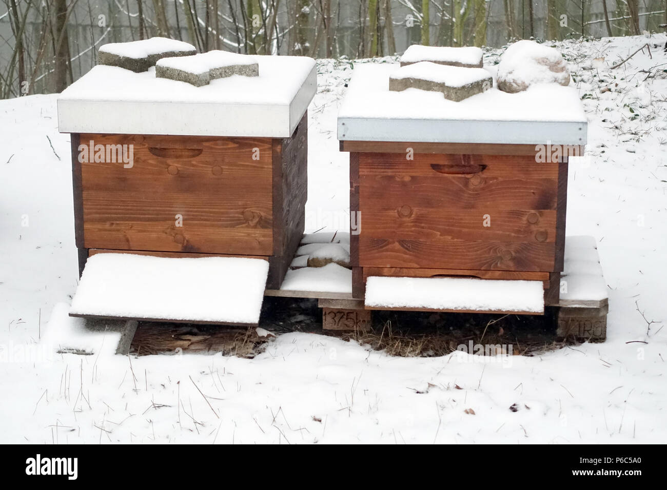 Berlin, Deutschland - Bienen jagen im Winter in einer verschneiten Garten Stockfoto