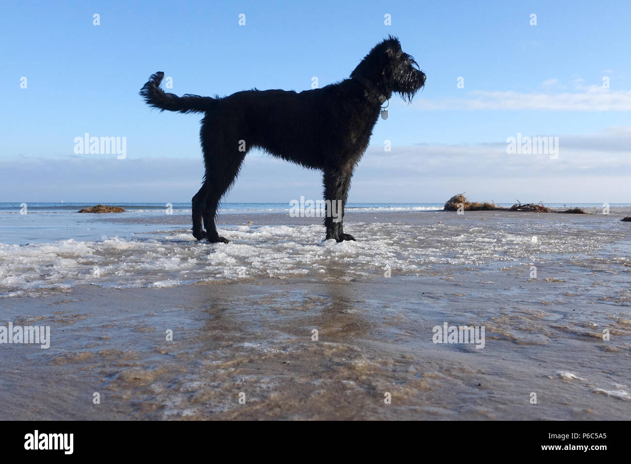 Ahlbeck, Deutschland - Riesenschnauzer steht am Strand Der zugefrorenen Ostsee Stockfoto