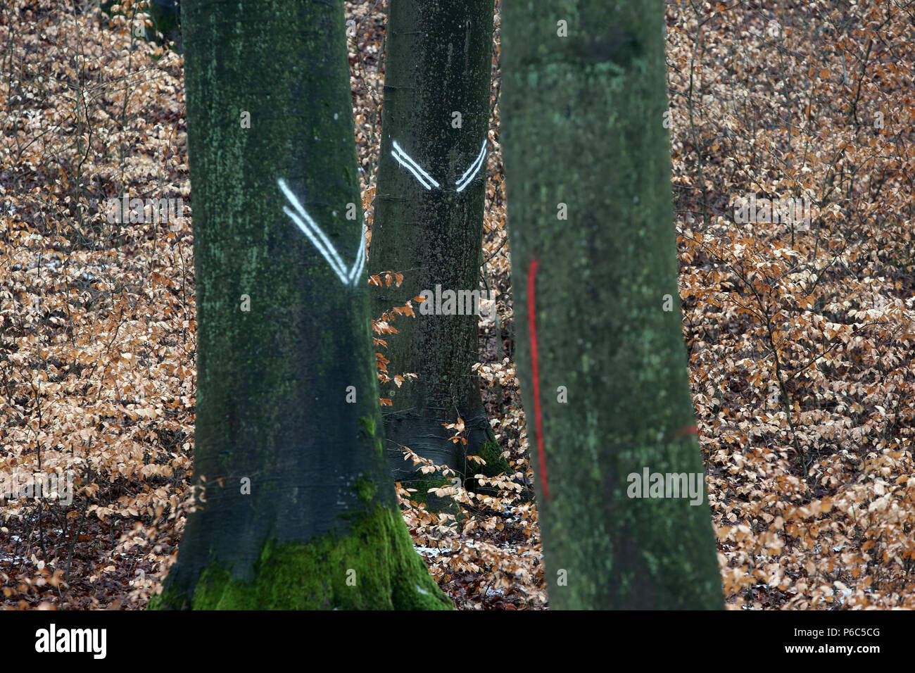 Neue Kaetwin, Deutschland - Markierungen auf Baumstämme im Wald Stockfoto