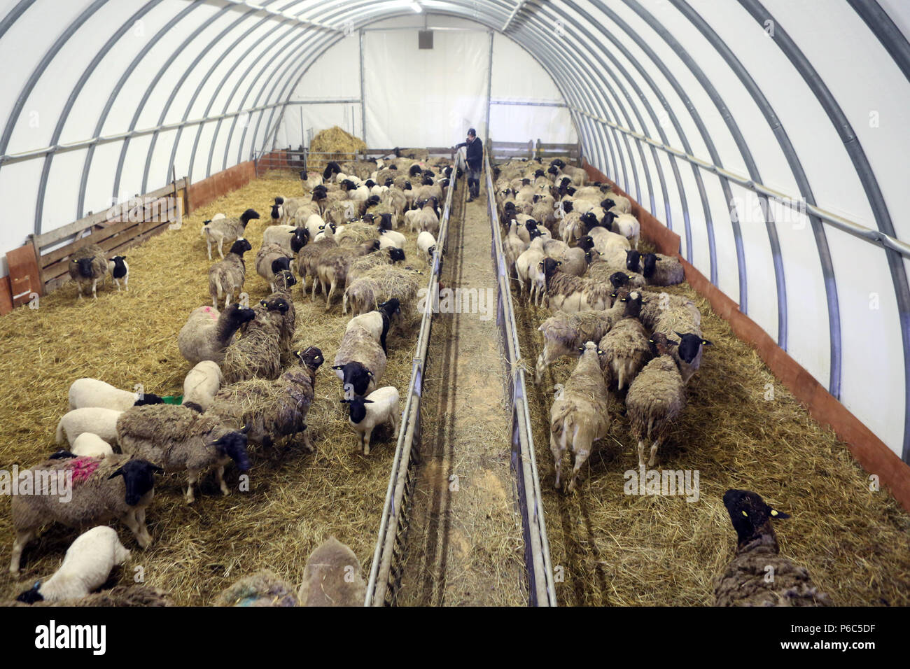 Neue Kaetwin, Deutschland - dorper Schafe im Winter in einem stabilen Zelt Stockfoto