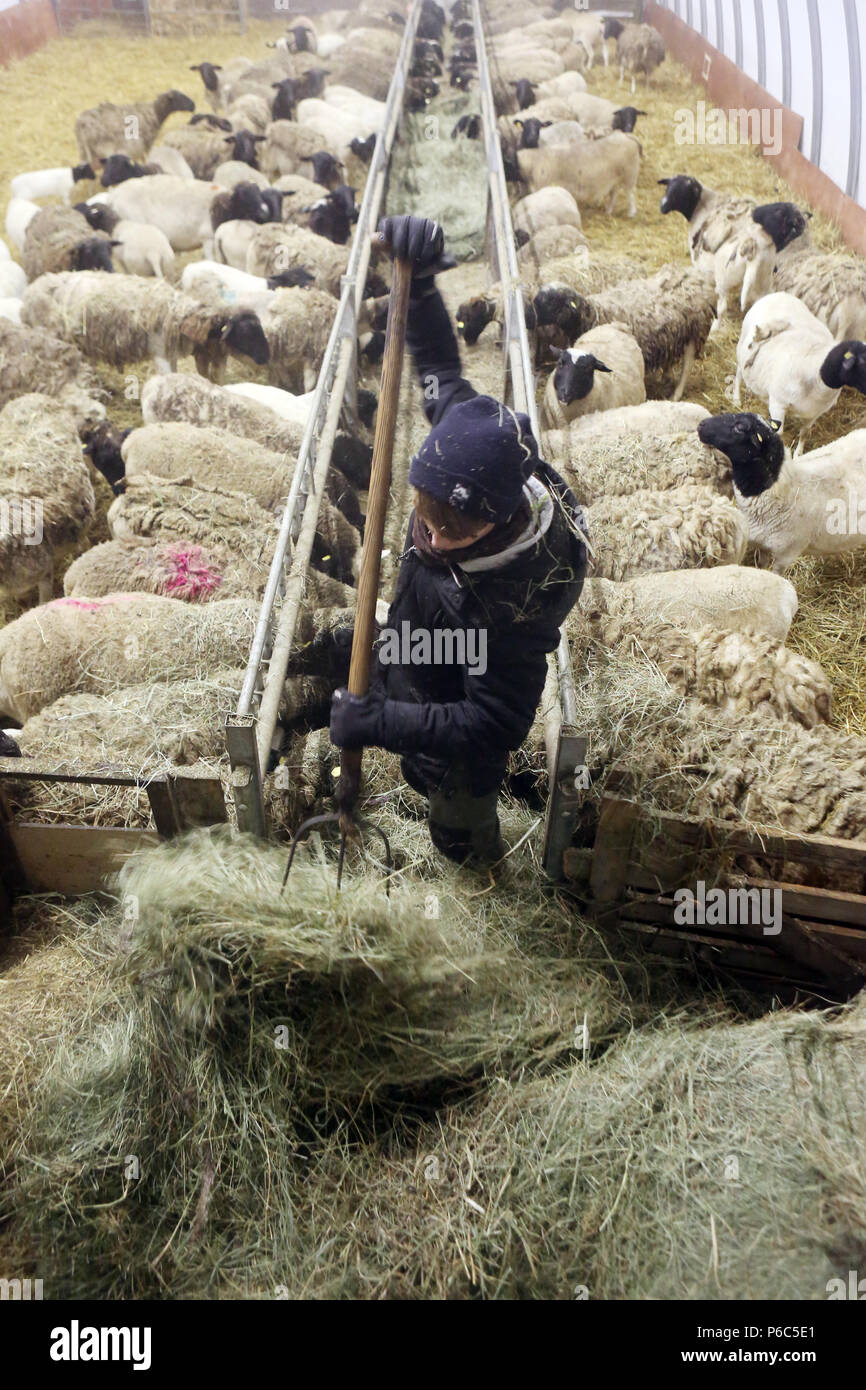 Neue Kaetwin, Deutschland - Junge feeds Schafe im Stall mit Heu Stockfoto