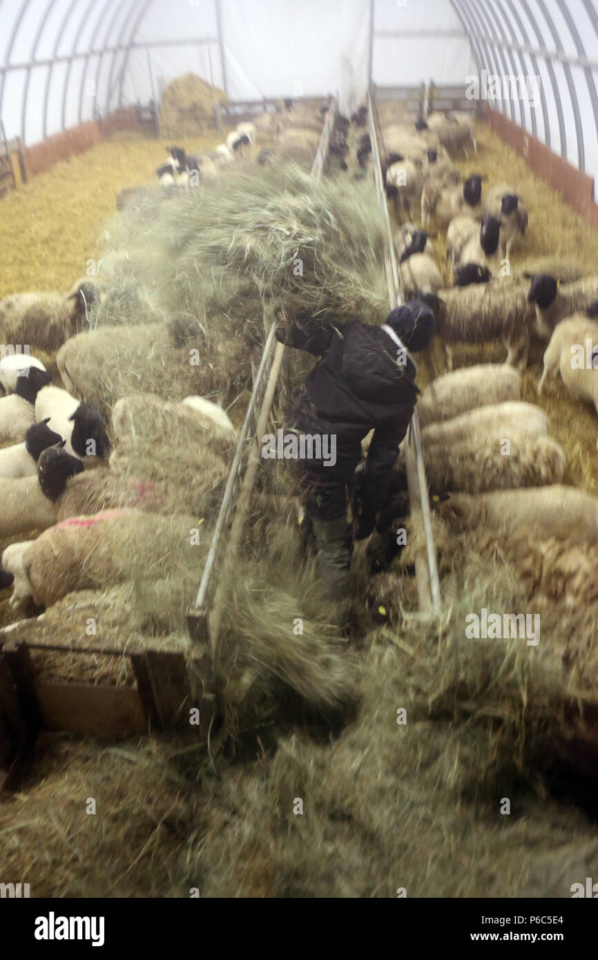 Neue Kaetwin, Deutschland - Junge feeds Schafe im Stall mit Heu Stockfoto
