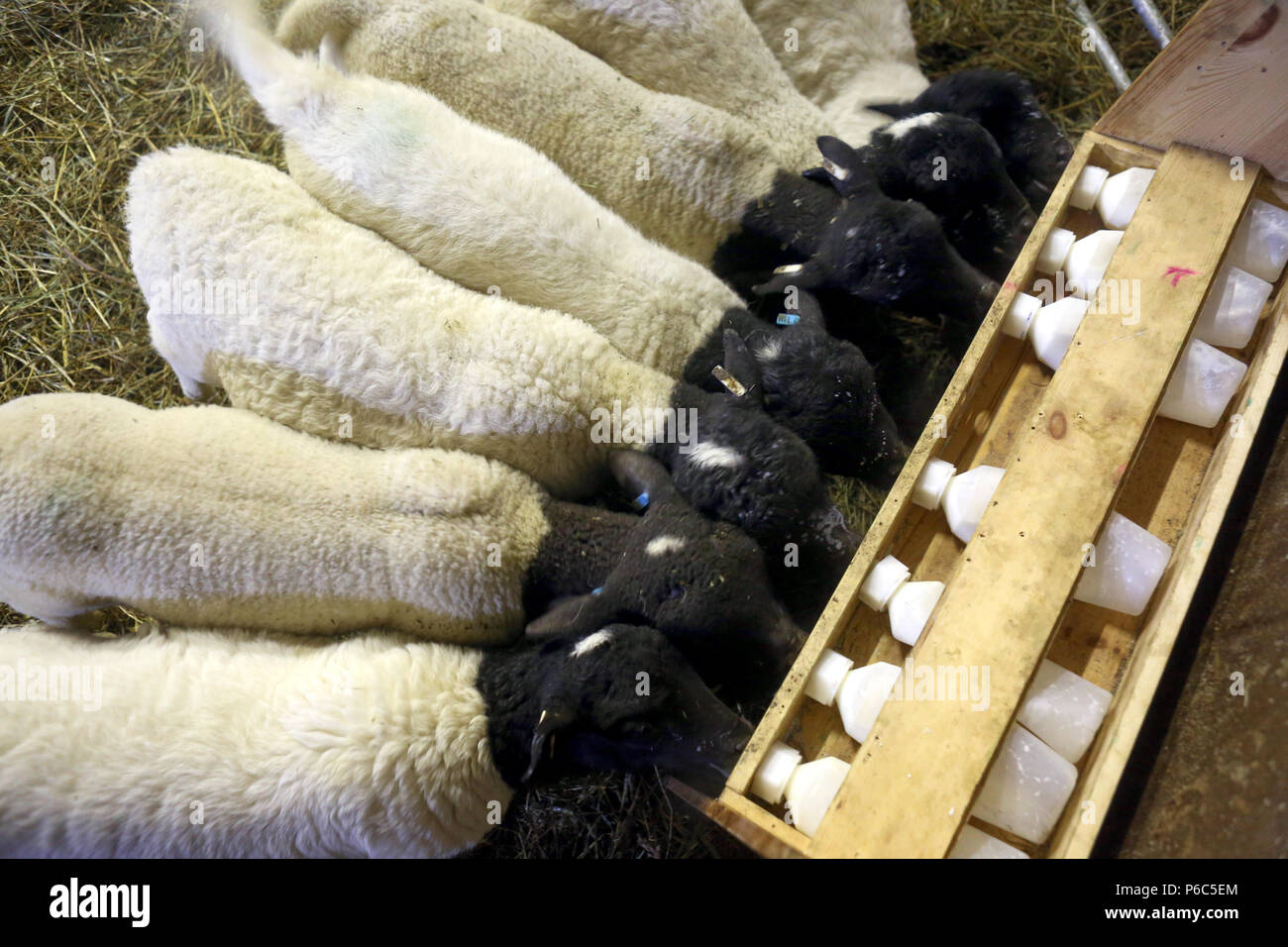 Neue Kaetwin, Deutschland - Junge Dorper Schafe trinken Milch von Flaschen in der Scheune Stockfoto