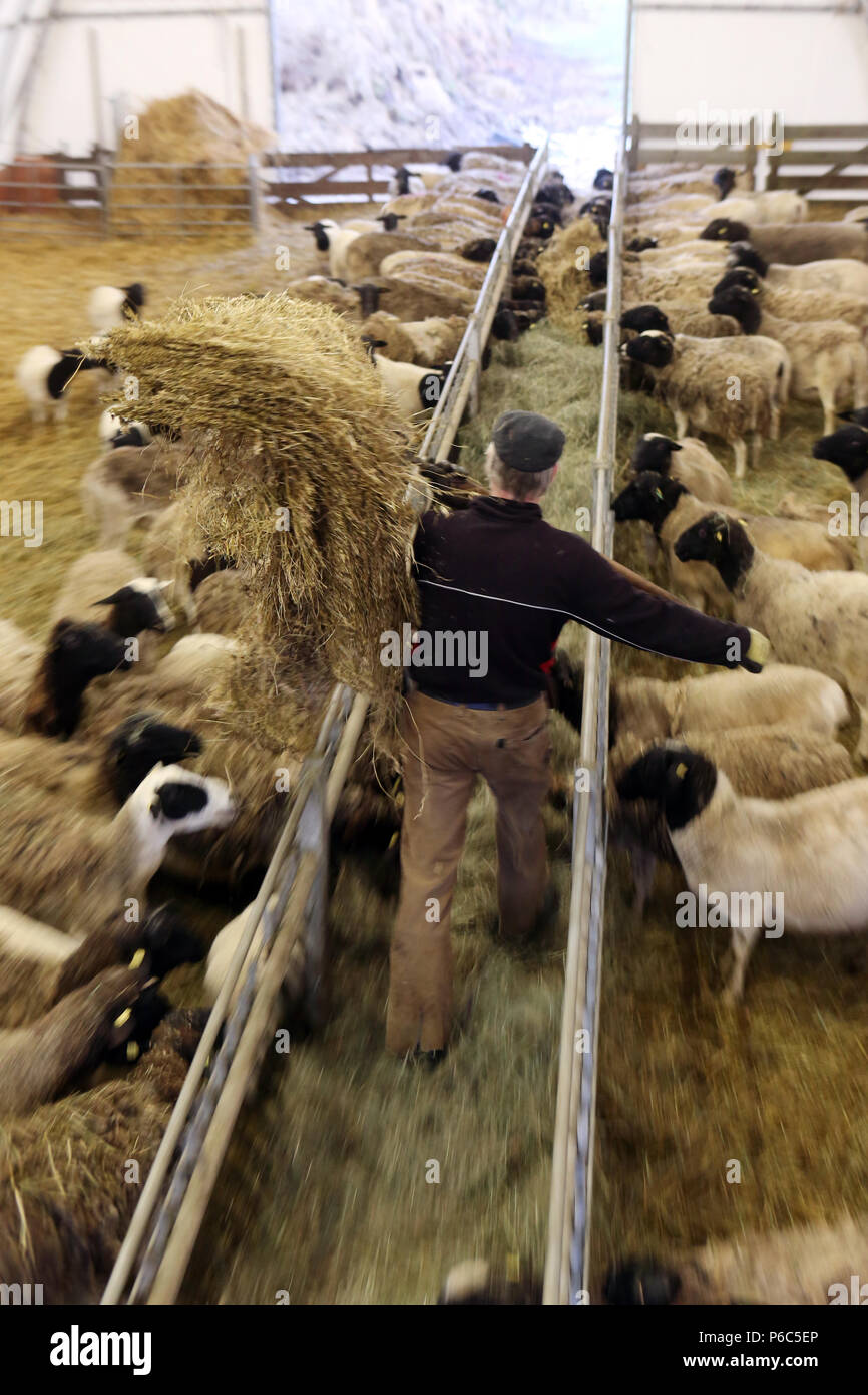 Neue Kaetwin, Deutschland - Landwirt füttert seine Schafe im Stall mit Heu Stockfoto