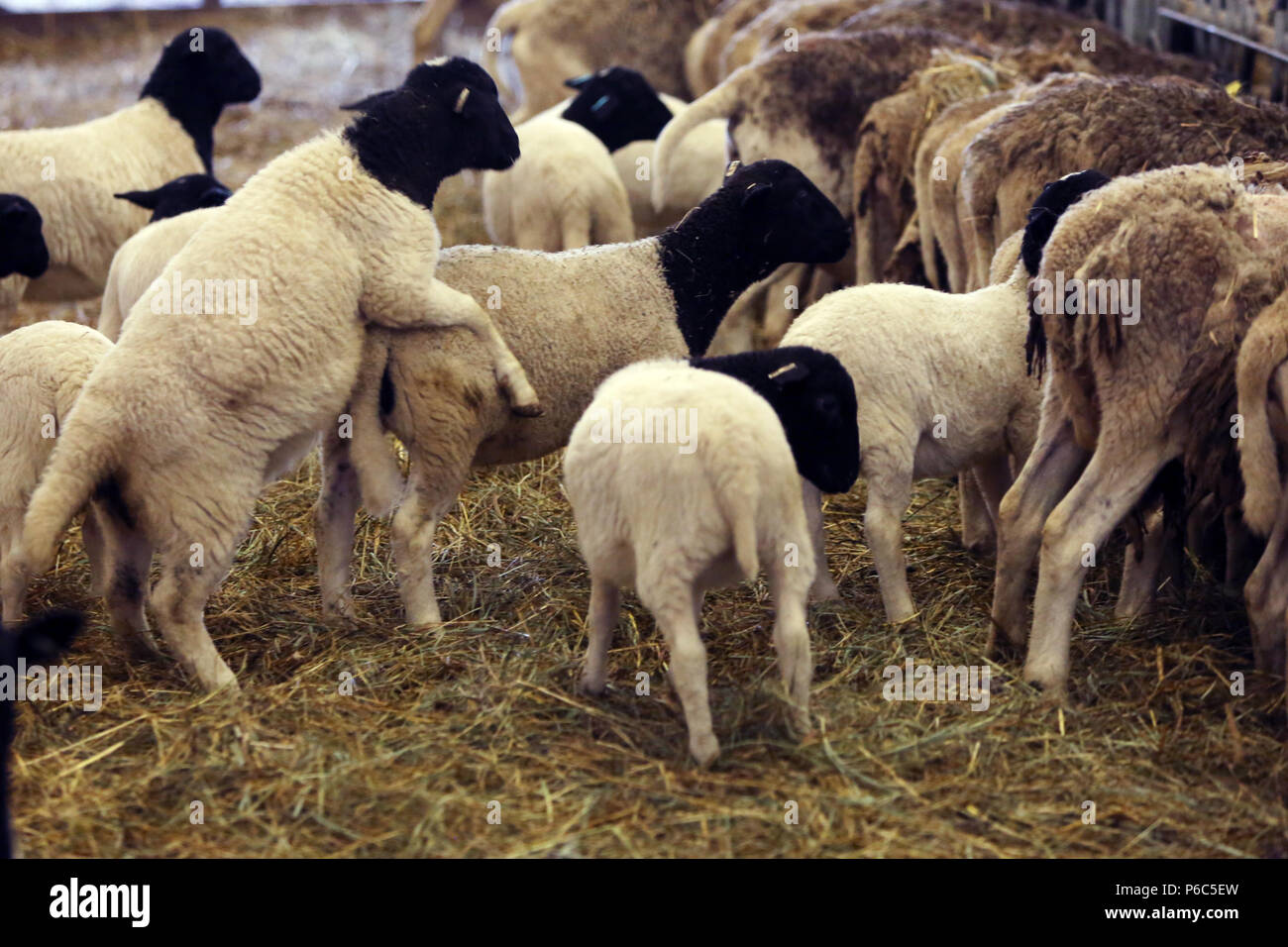 Neue Kaetwin, Deutschland - junge dorper Schafe in einen Laufstall Stockfoto