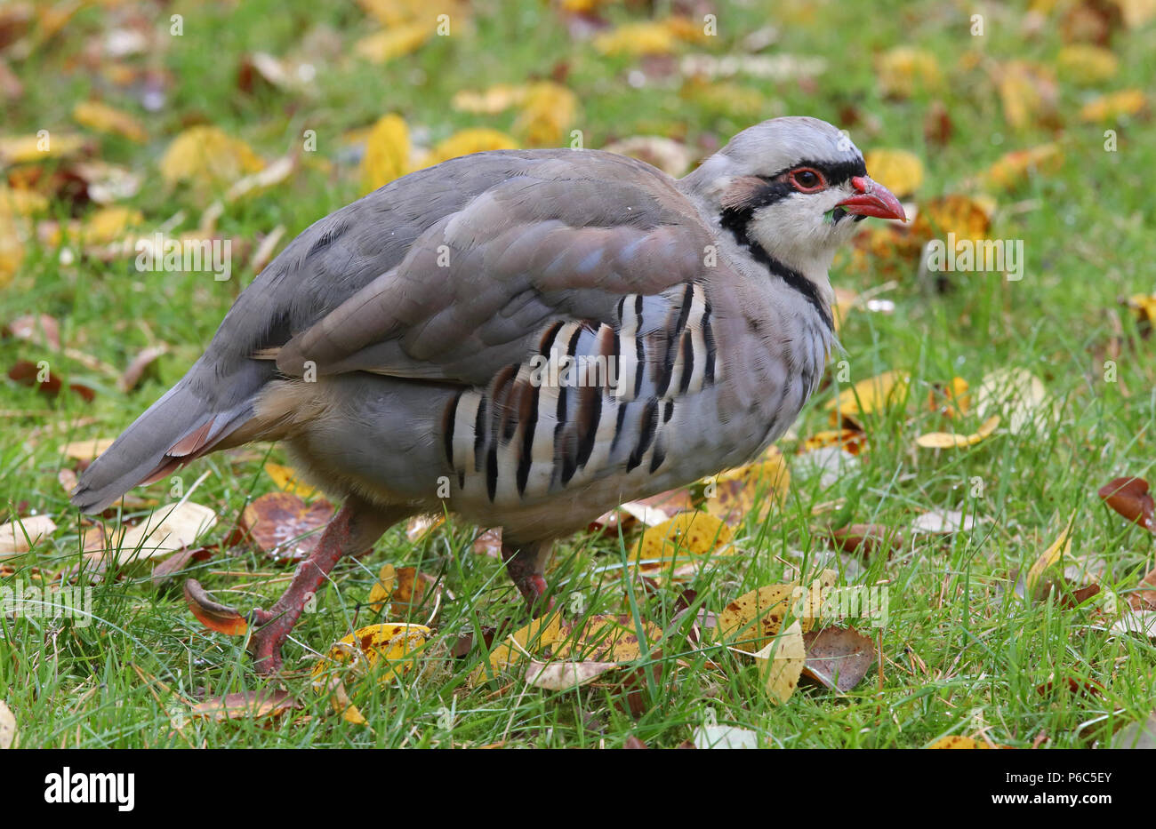 Chukar-Rebhuhn, Alectoris chukar Stockfoto