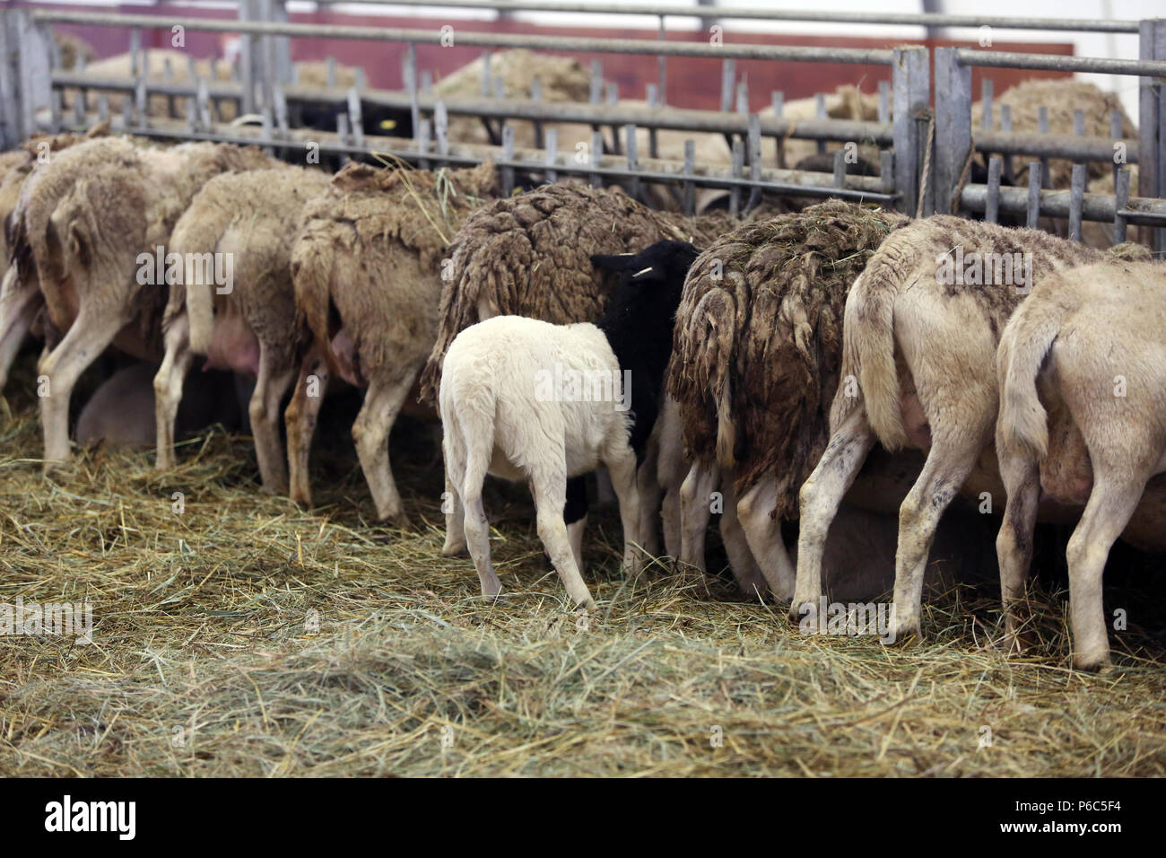 Neue Kaetwin, Deutschland - dorper Schafe in einen Laufstall Stockfoto