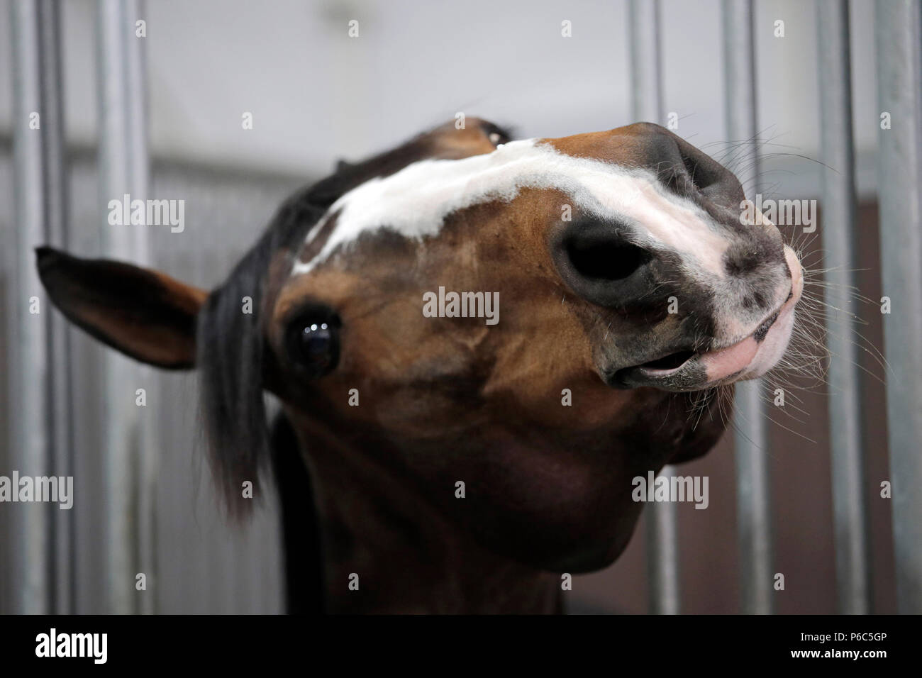 Doha, Pferd in einer Box bittet um Goodies Stockfoto