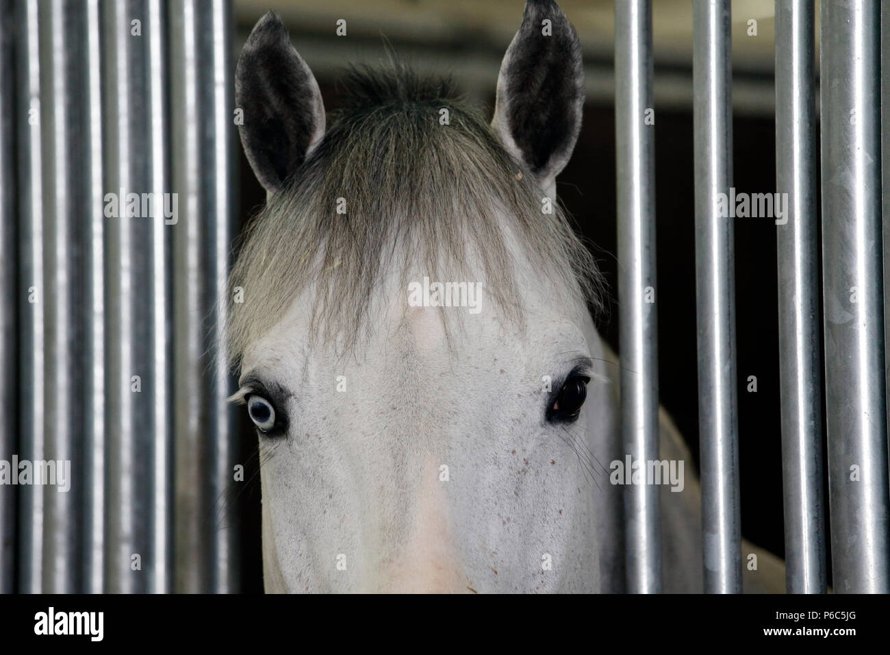 Doha, Entlüftung, Pferd mit unterschiedlich farbigen Augen schaut aus seinem Kasten Stockfoto