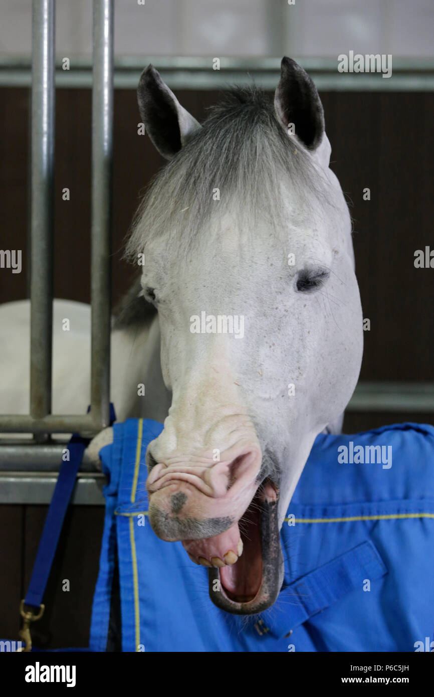 Doha, Pferd sieht aus seiner Box Stockfoto
