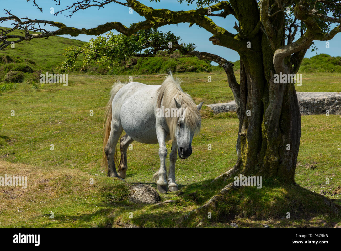 Dartmoor Devon England Juni 24, 2018 Dartmoor Ponys bewegen sich frei auf dem Moor Stockfoto