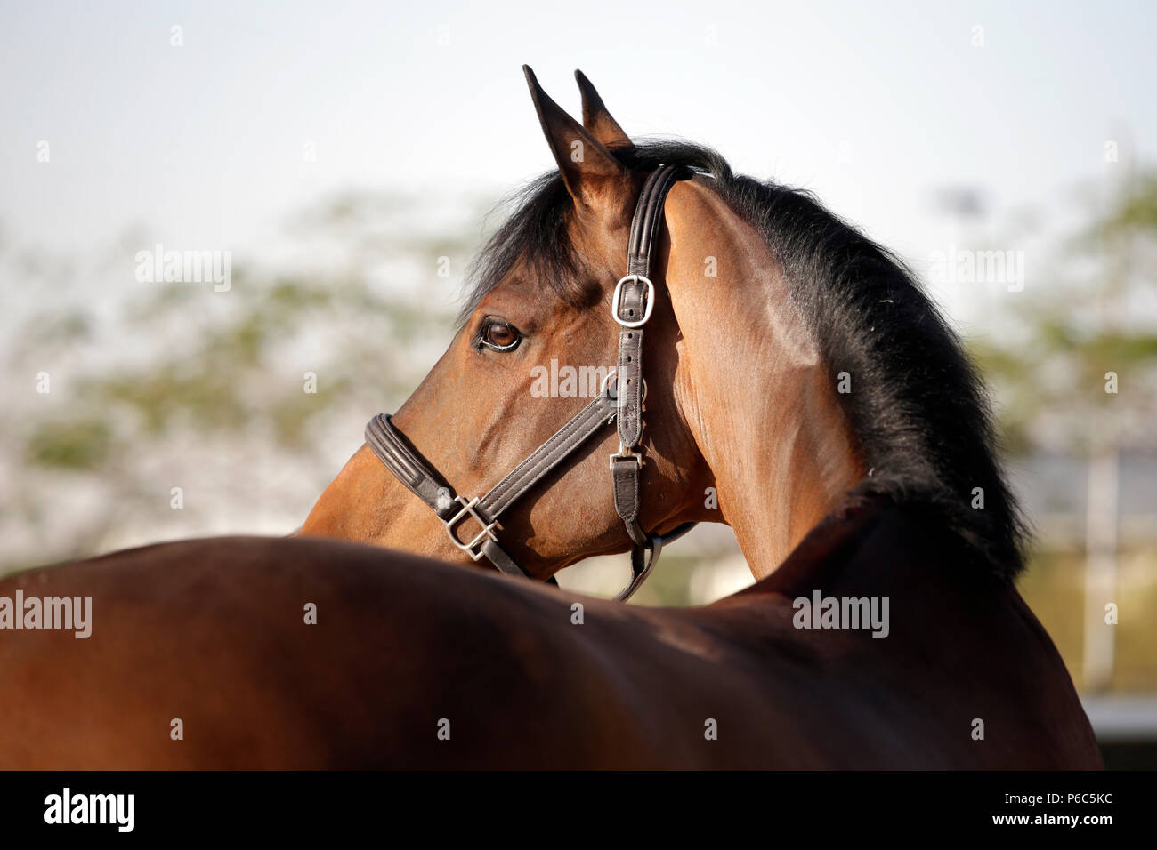 Doha, Pferd schaut sich um Stockfoto