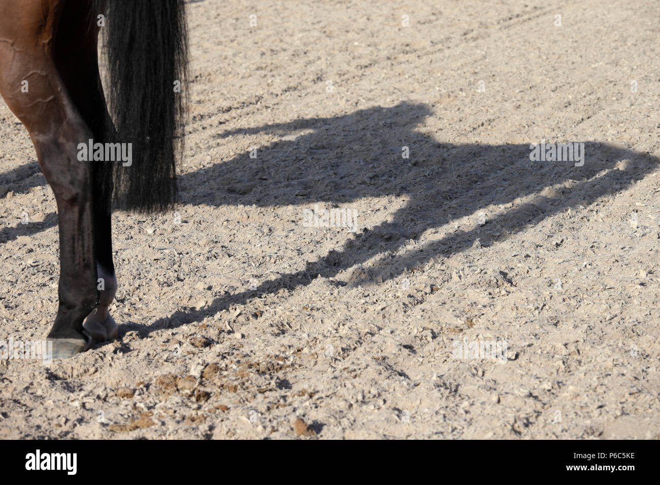 Doha, Pferd wirft einen Schatten auf dem Boden Stockfoto