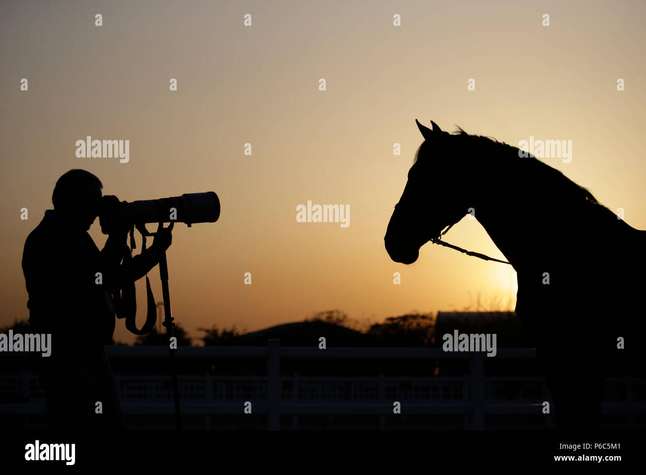 Doha, Silhouette, Pferd fotografiert. Stockfoto