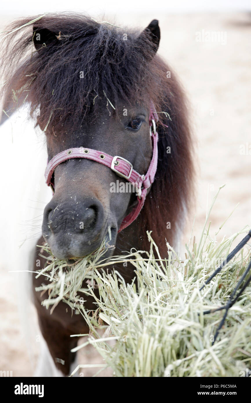 Doha, Pony frisst Heu aus einer Heu net Stockfoto