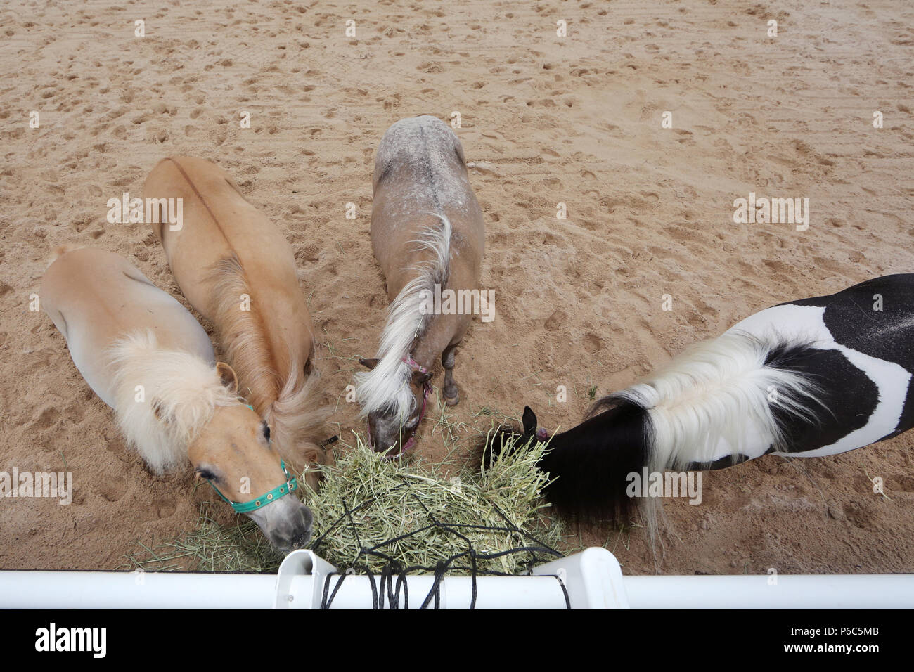 Doha, Ponys essen Heu aus einer Heu net Stockfoto