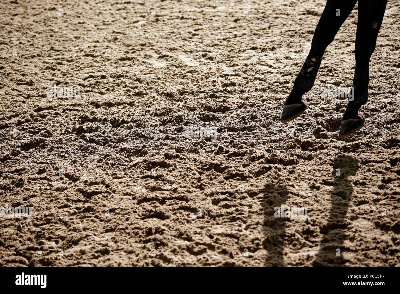 Doha, Vorderläufe eines Pferdes bewegen Sie den Mauszeiger über sandigen Boden Stockfoto