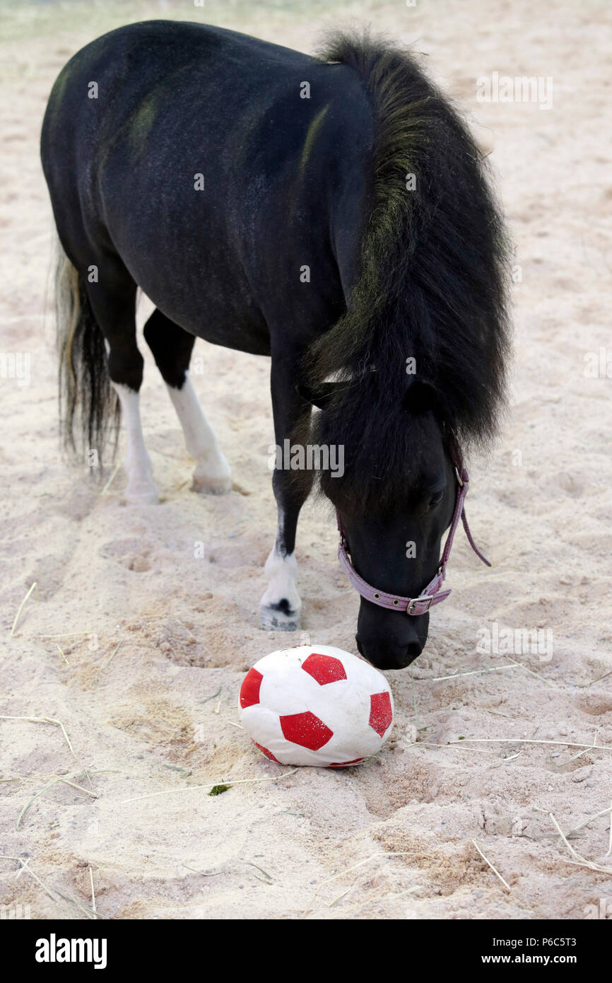 Doha, Mini-Shetland pony spielt mit einem weichen Fußball Stockfoto